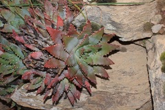Aloe brevifolia