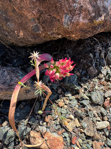 Allium falcifolium, photograph 2
