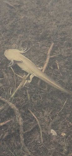 Western Tiger Salamander observed by terryskinner