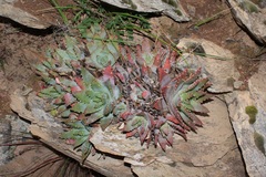 Aloe brevifolia