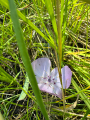 Calochortus uniflorus