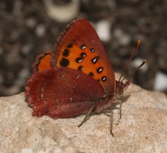 Aloeides aranda