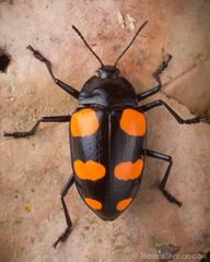 Scaphidomorphus bosci