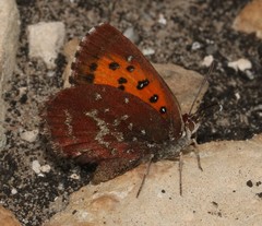 Aloeides thyra thyra