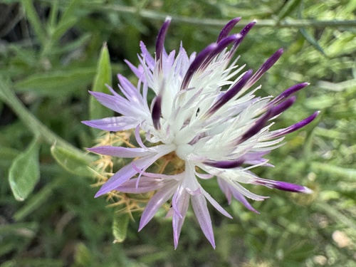 Rough Star-thistle