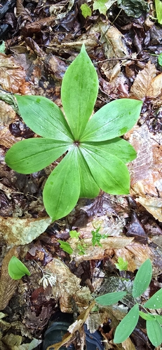 Cucumber Root