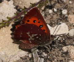 Aloeides thyra thyra