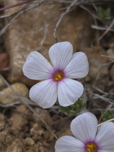 Phlox condensata, photograph 4