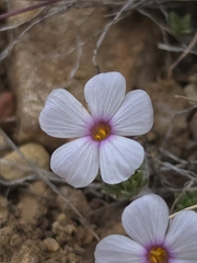 Phlox condensata, photograph (c) Cristhian Mace, some rights reserved (CC BY)