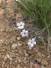 Phlox condensata, photograph (c) Cristhian Mace, some rights reserved (CC BY)