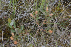 Salix myrtilloides