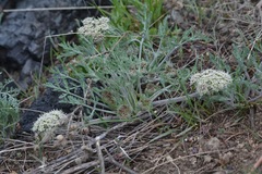 Lomatium macrocarpum