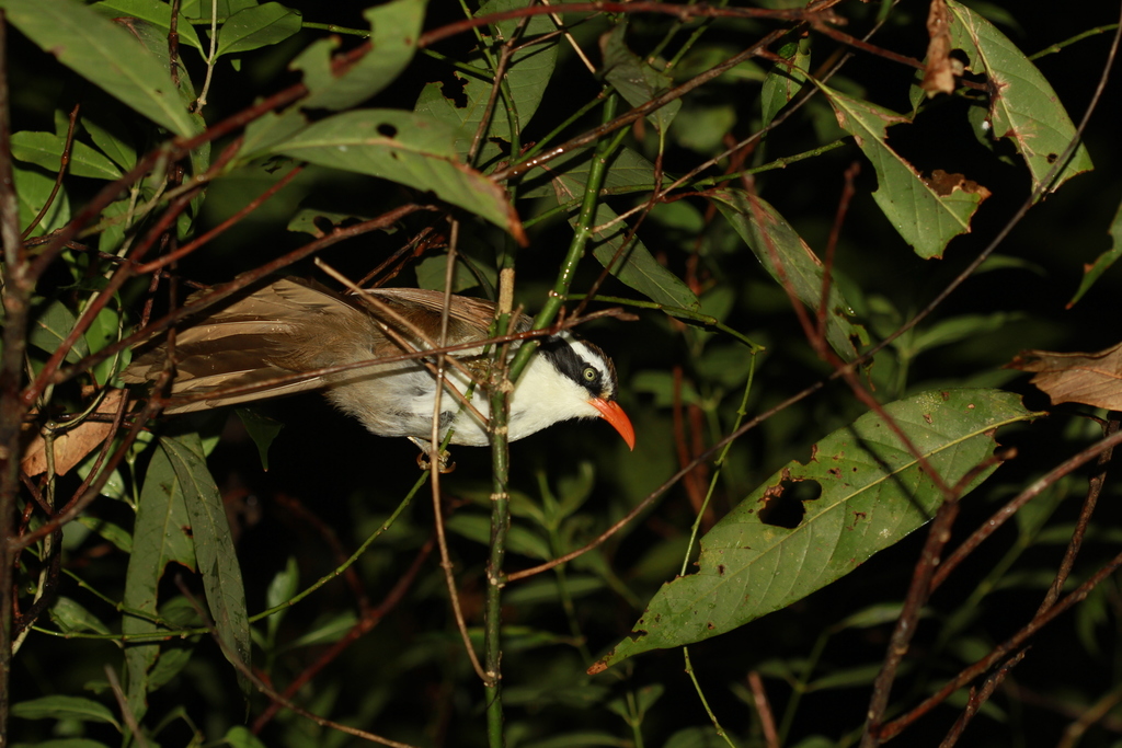 Brown-crowned Scimitar-Babbler photo