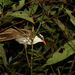 Brown-backed Scimitar-Babbler - Photo (c) bangtran, some rights reserved (CC BY-NC), uploaded by bangtran