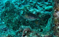 Canthigaster amboinensis