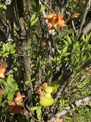 Exobasidium vaccinii