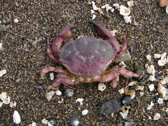 Platyxanthus orbignyi