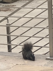 Sciurus carolinensis