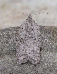 Acleris maximana