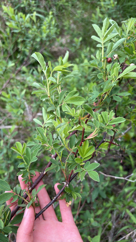 swamp rose