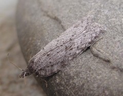 Acleris maximana