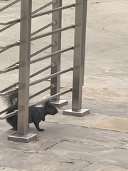 Sciurus carolinensis