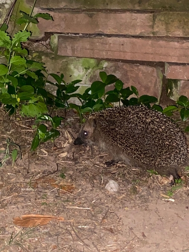 Common Hedgehog