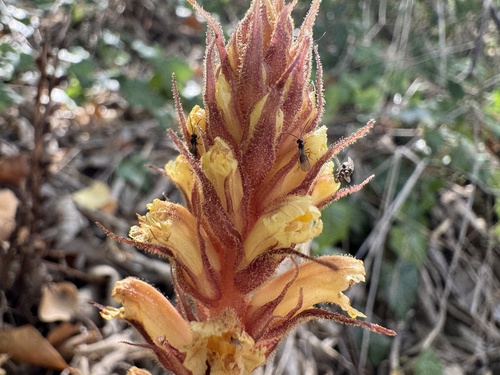 ivy broomrape