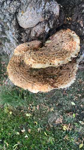 Dryad's Saddle