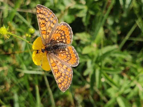 Marsh Fritillary photo 5