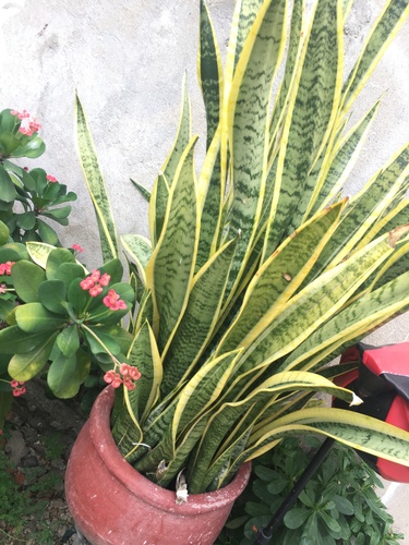 Snake Plant