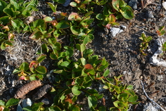 Salix nummularia