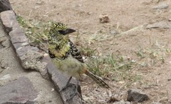 Trachyphonus darnaudii