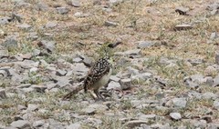 Trachyphonus darnaudii