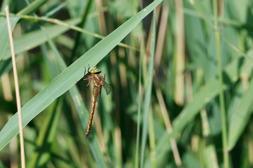 Norfolk Hawker
