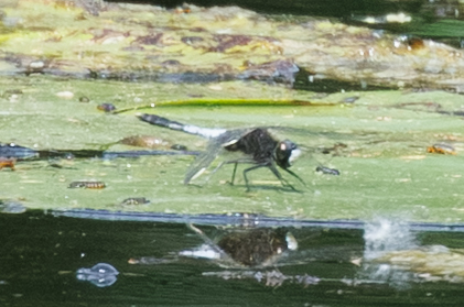 Lilypad Whiteface, Zuid-Holland, NL, photo 6 of 10