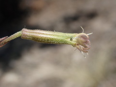 Silene sargentii