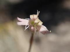 Silene sargentii