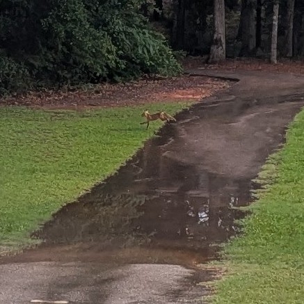 Red Fox