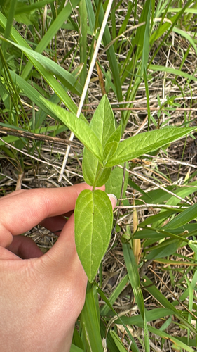 swamp milkweed