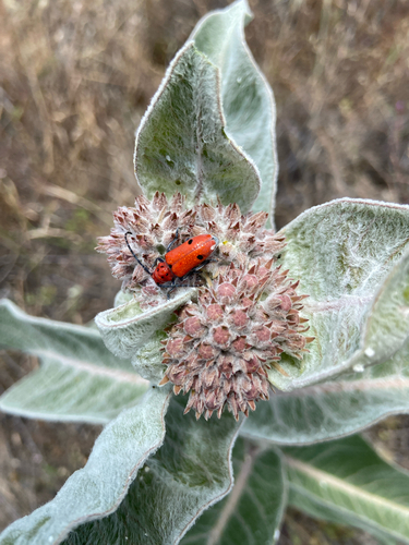 iNaturalist observation photo of Tetraopes basalis