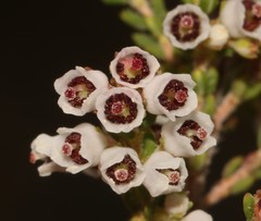 Erica setacea