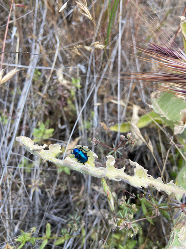 iNaturalist observation photo of Cobalt Milkweed Beetle