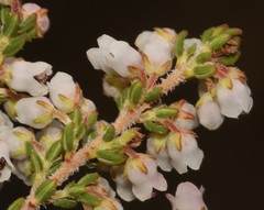 Erica setacea