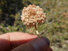 Eriogonum latens