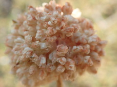 Eriogonum latens