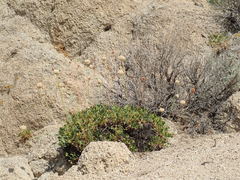 Eriogonum latens