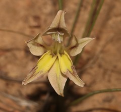 Gladiolus permeabilis permeabilis