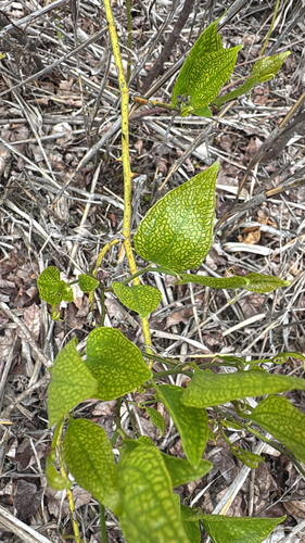 roundleaf greenbrier