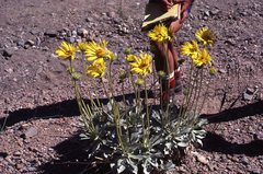 Enceliopsis covillei
